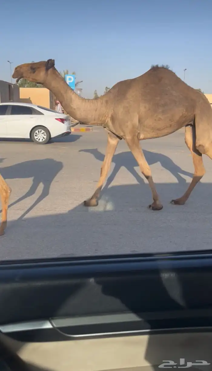 للبيع بكره كفووو 0