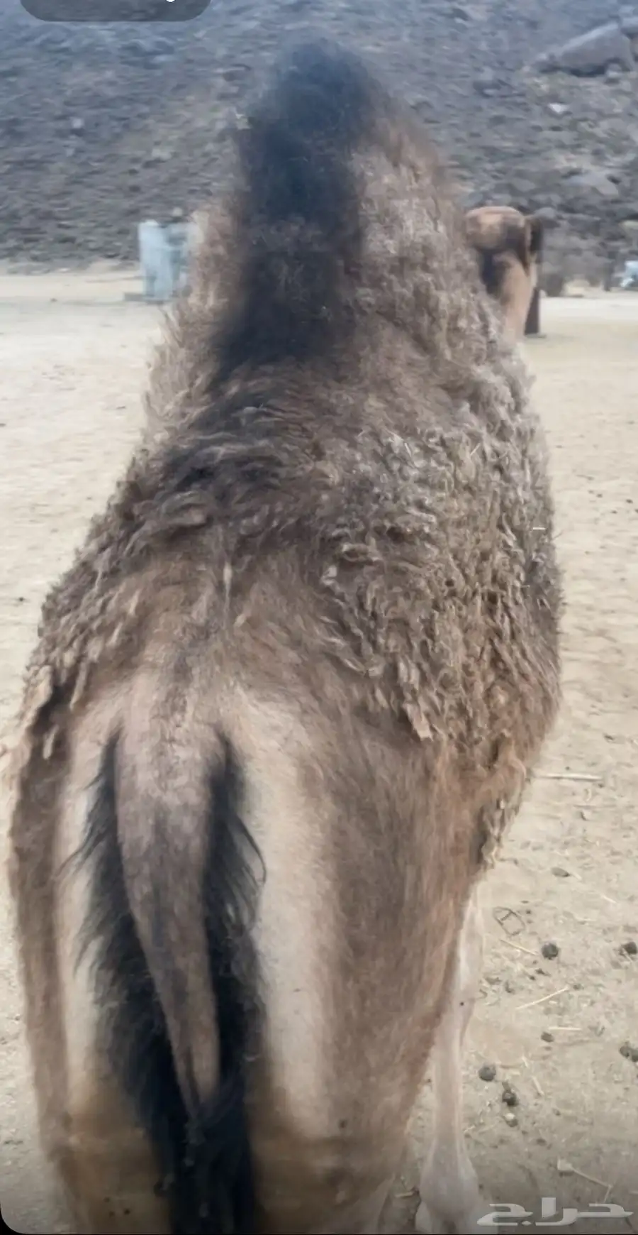 قعود كفو ومغلق عمره 5 شهور 2