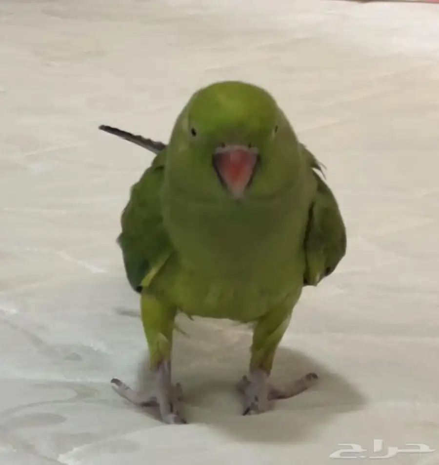 طائر مفقود و جائزة مالية 0
