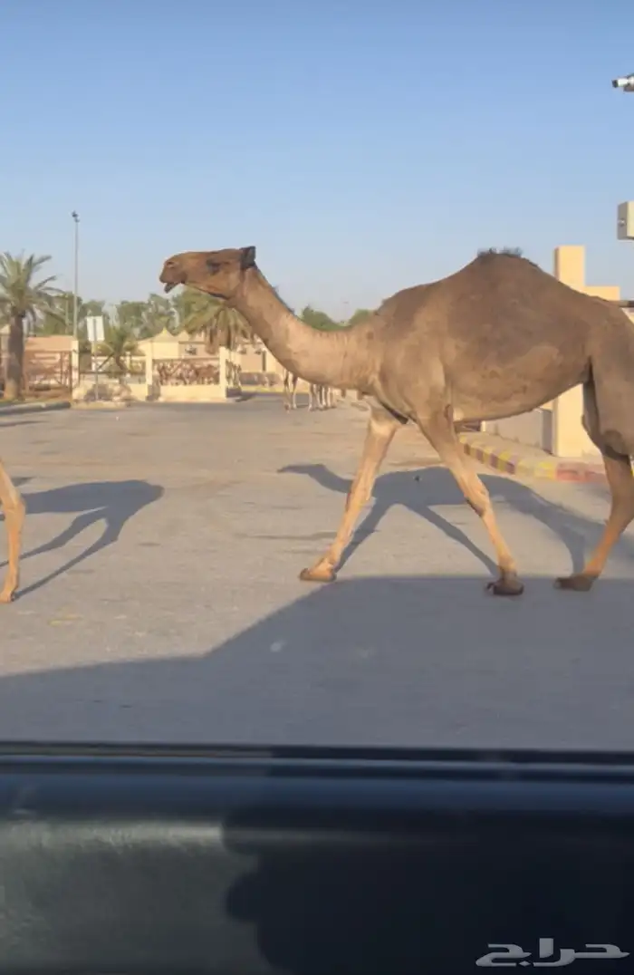 للبيع بكره كفووو 2