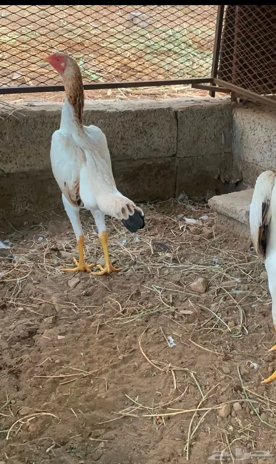 فروخ شامو دجاجه وديك 9