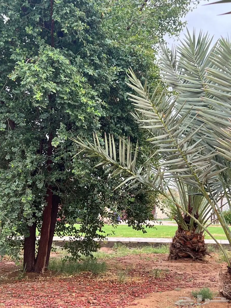 استراحه للايجار اليومي بالقديه ضرما 400 8