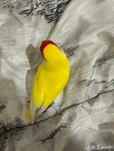 روز لاتينو أليف 7