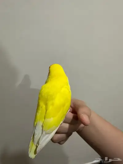 روز لاتينو أليف 5