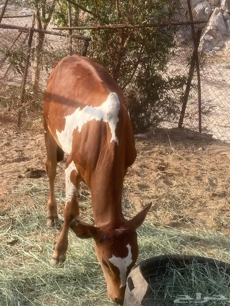 حسيل البيع عمره 6 شهور 1