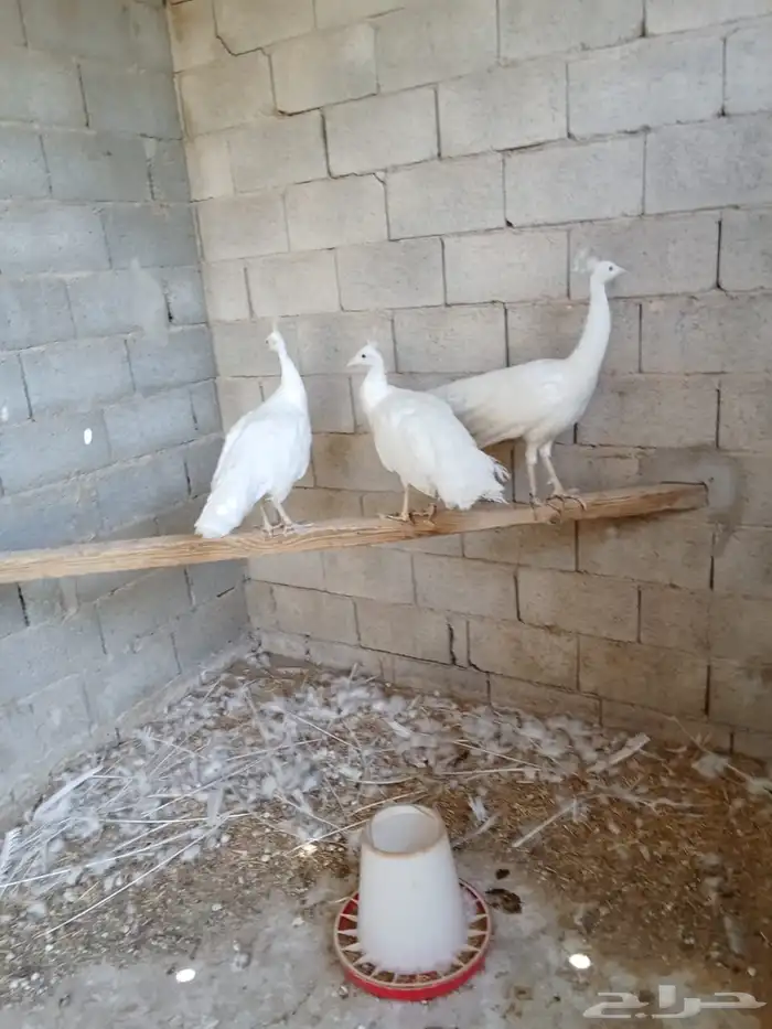 طاووس ابيض 0