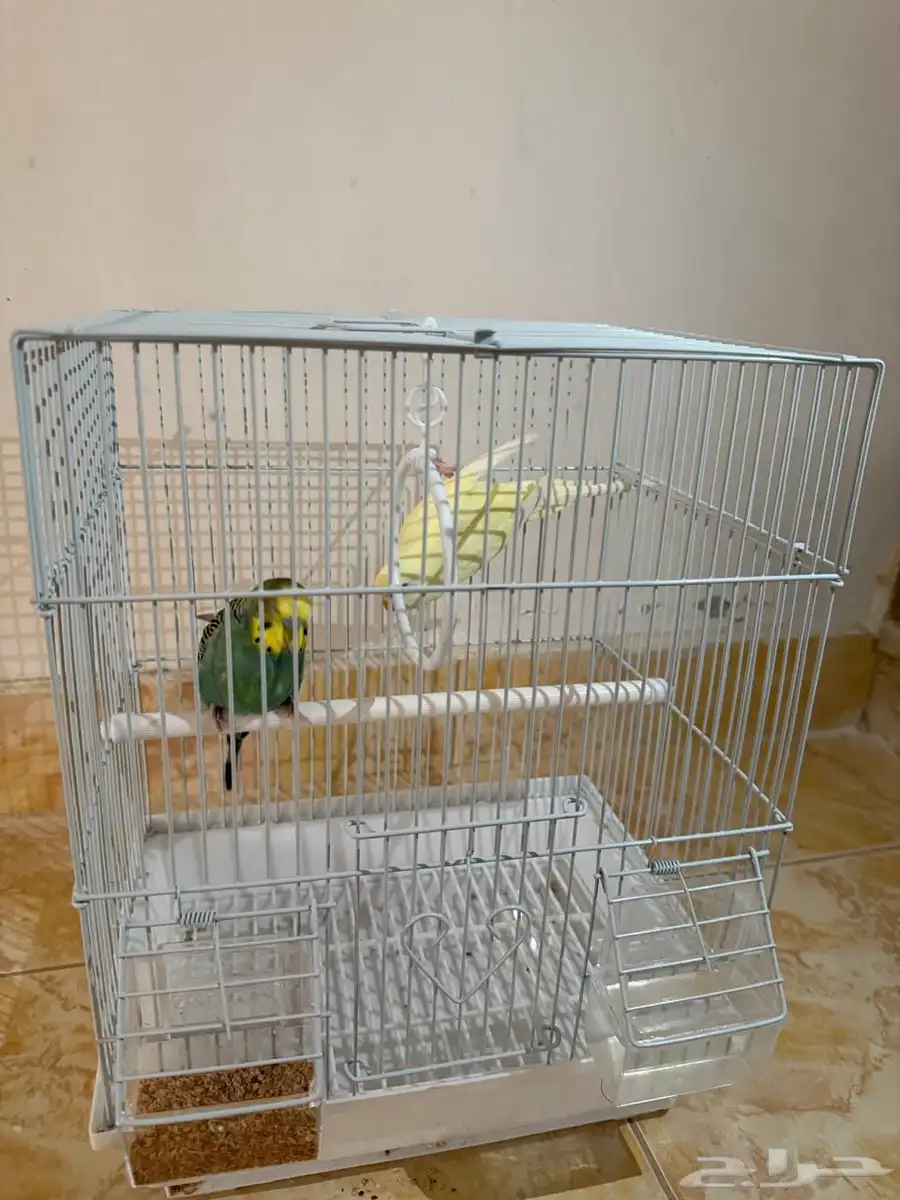طيور بادجي (ذكر و أنثى) 3