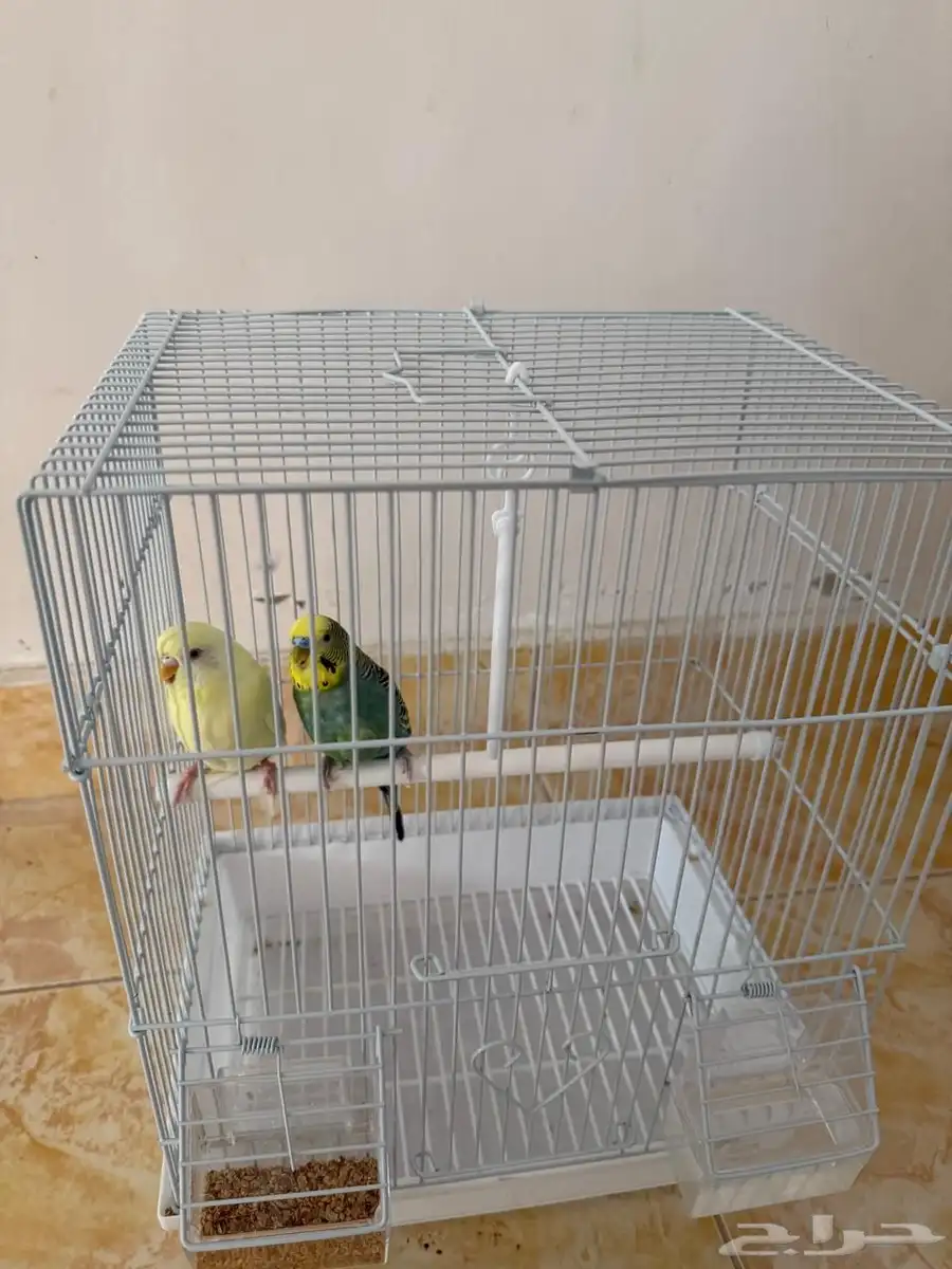 طيور بادجي (ذكر و أنثى) 4