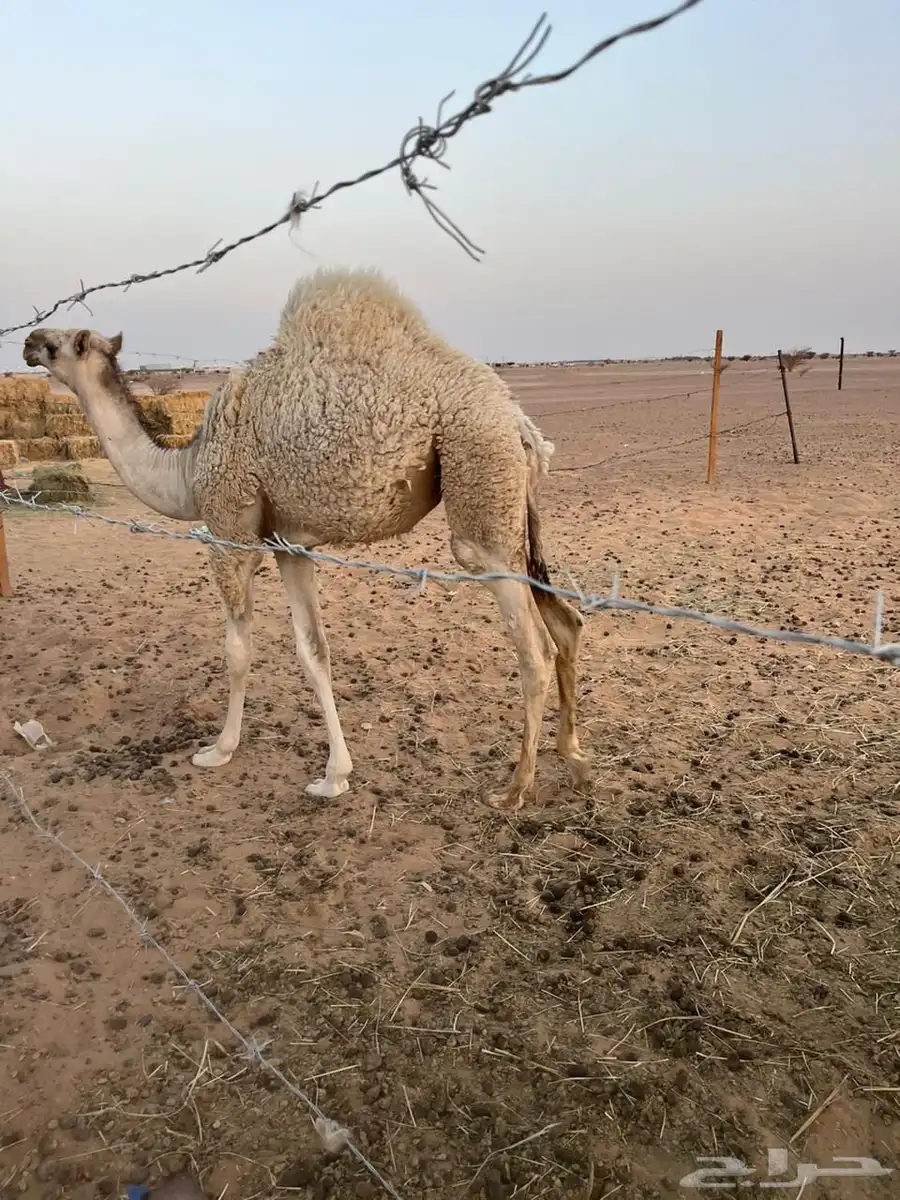 للبيع قصب 0
