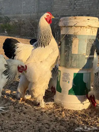 فروخ براهما كولبي 4
