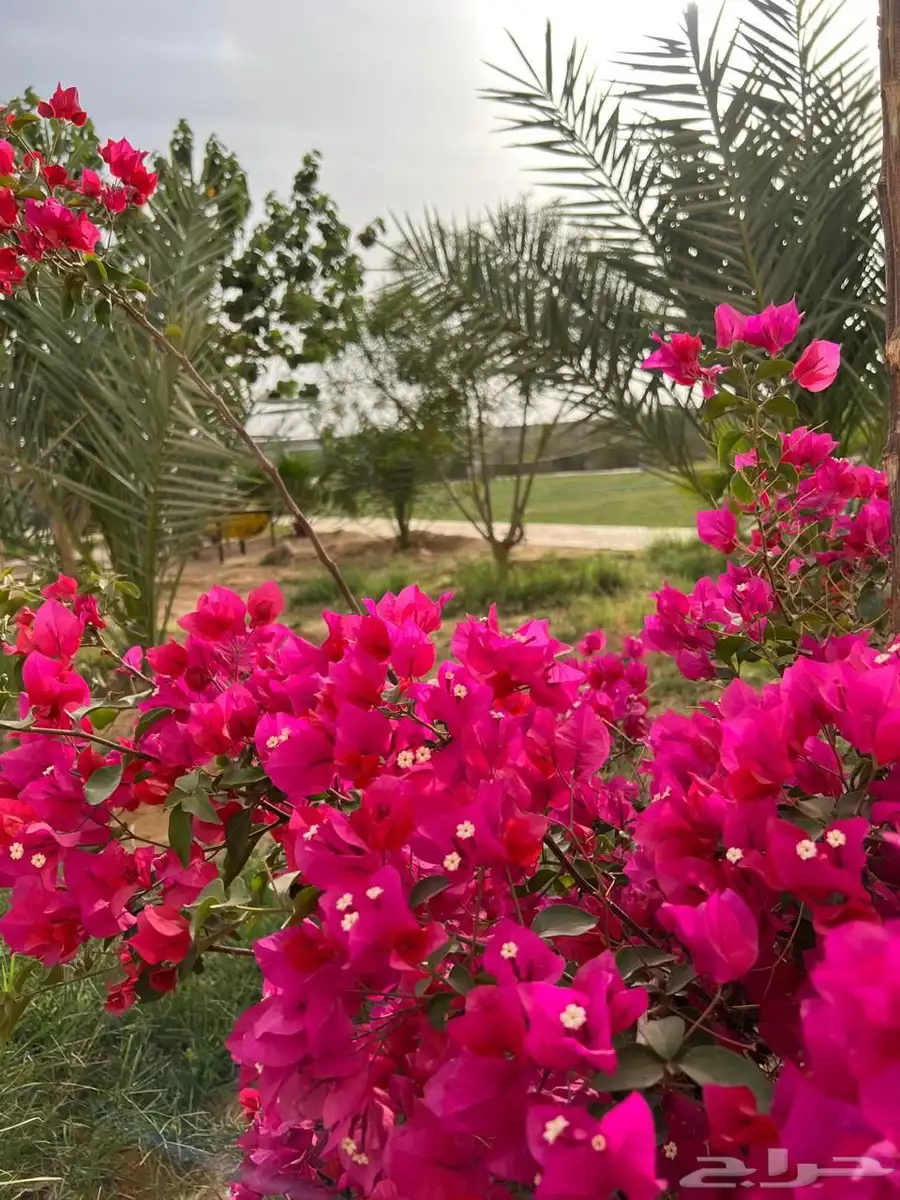 استراحه للايجار اليومي بالقديه ضرما 400 9
