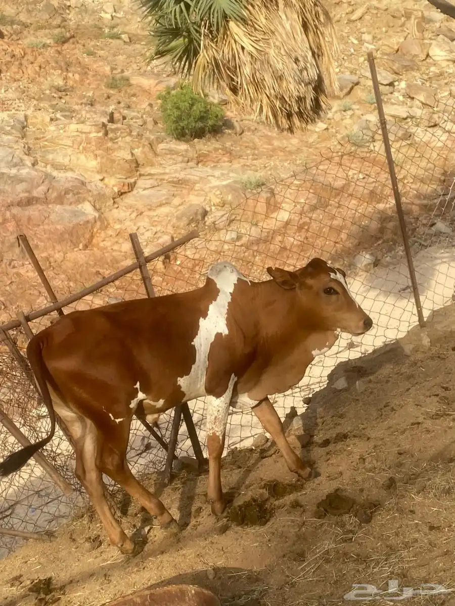 حسيل البيع عمره 6 شهور 0