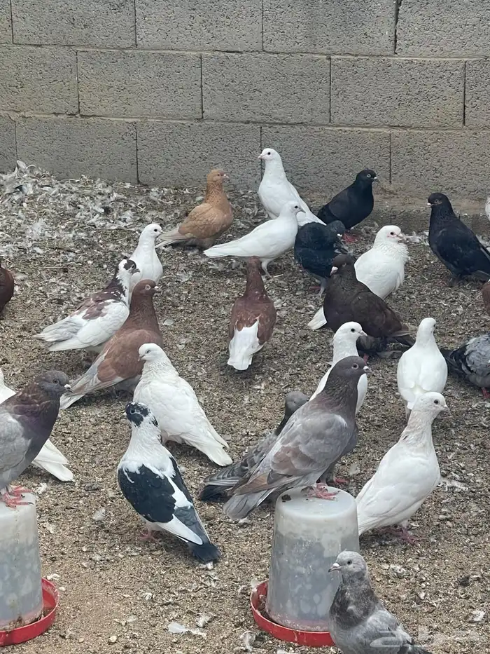 حمام العدد فوق 100 البيع جمله 3