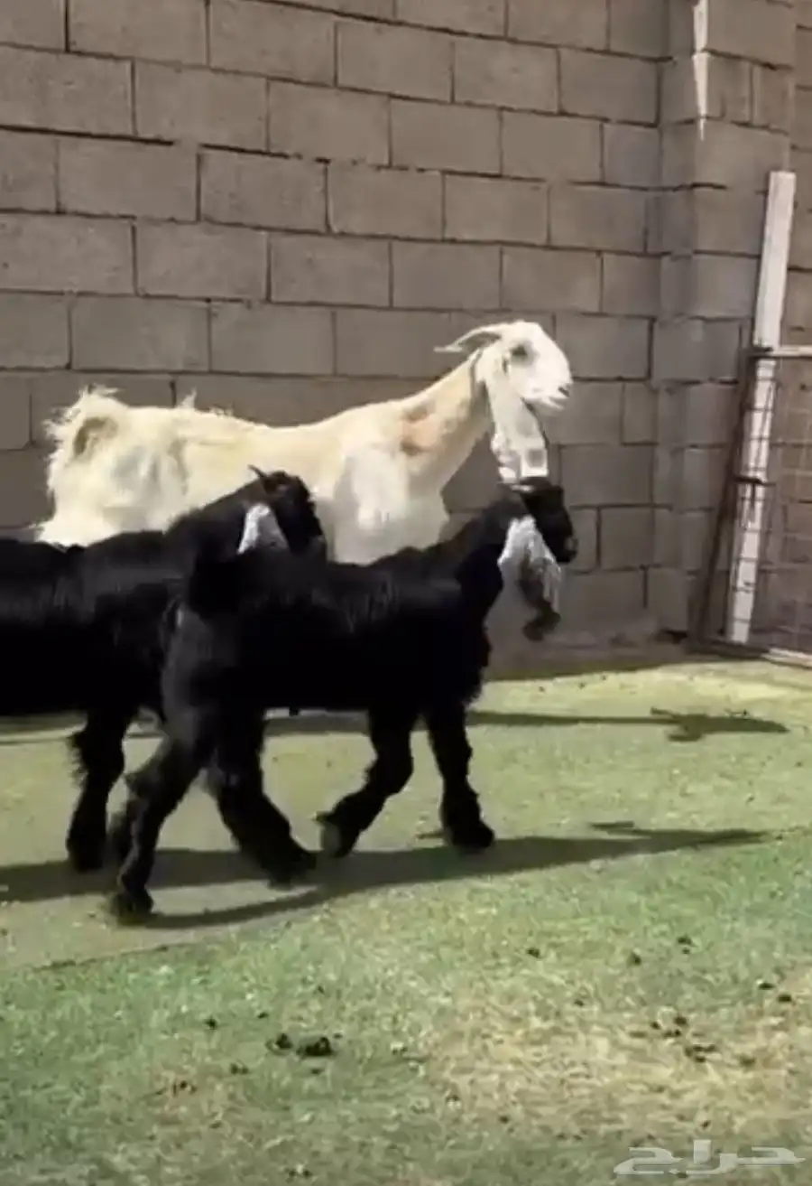عنز مشروكه جرم طيب 0