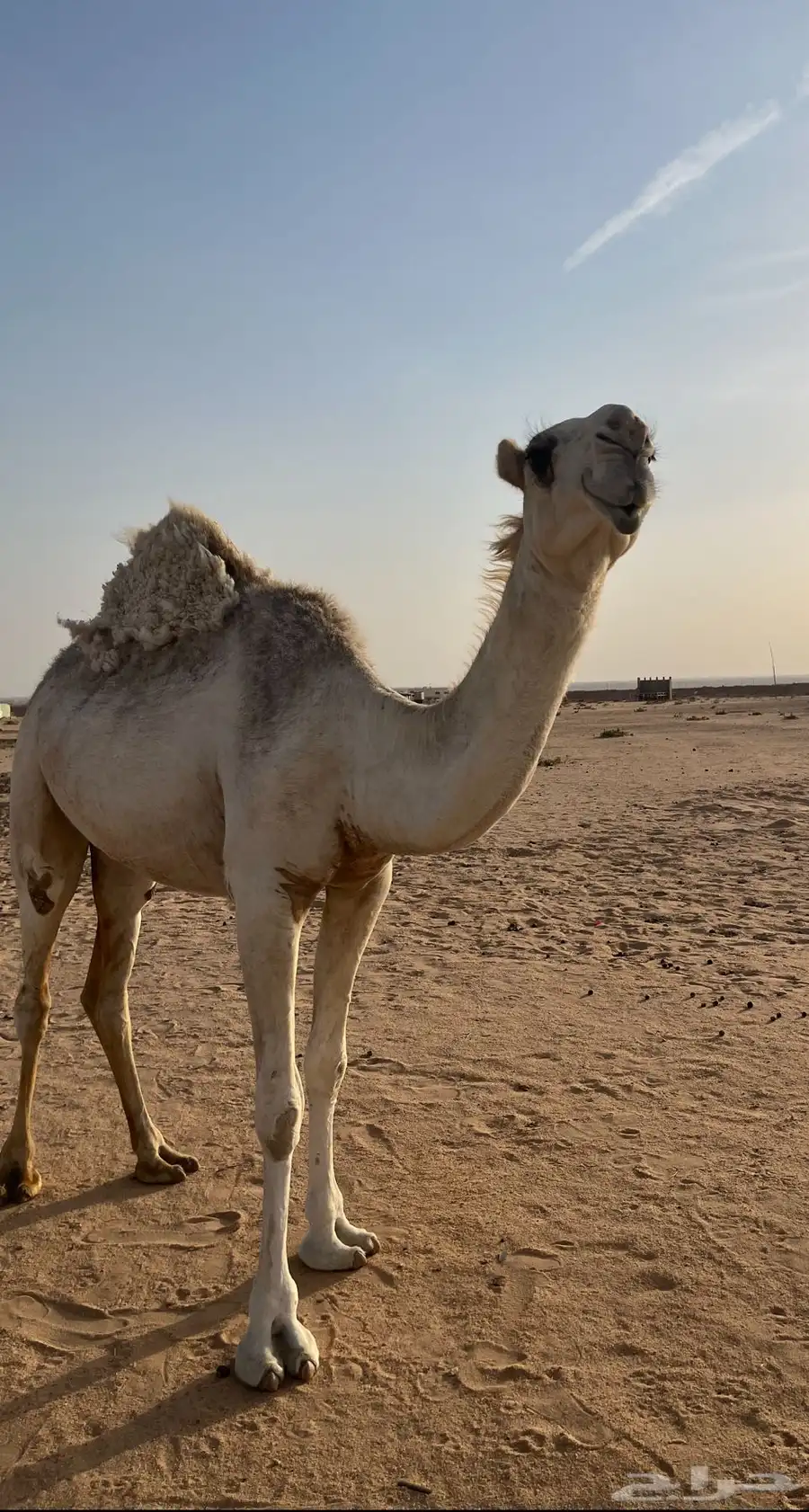 بكره للبيع 0