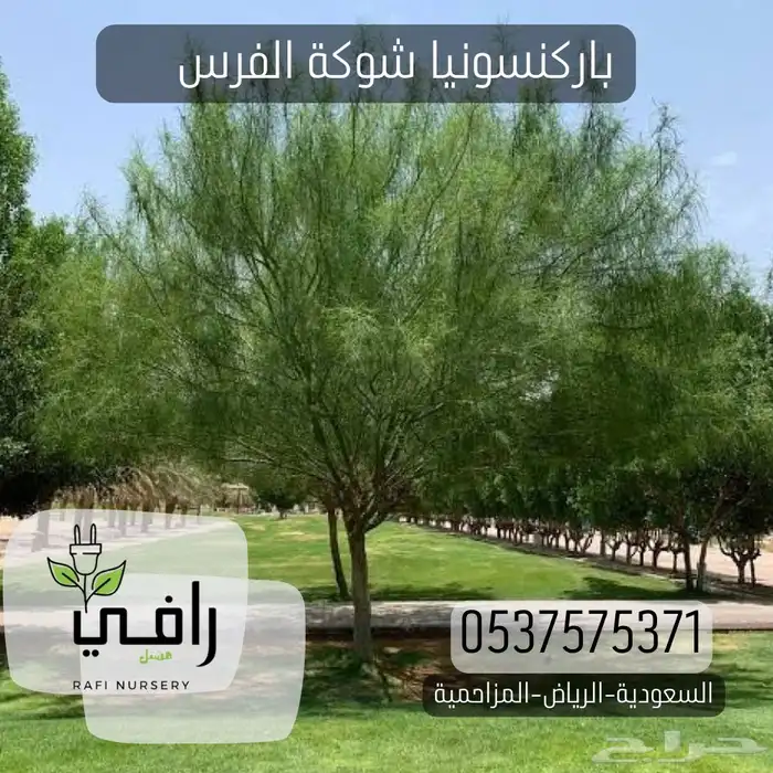 شتلات باركسونيا شوكة الفرس 0