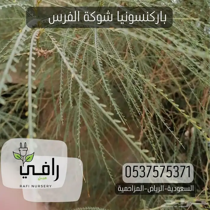 شتلات باركسونيا شوكة الفرس 1