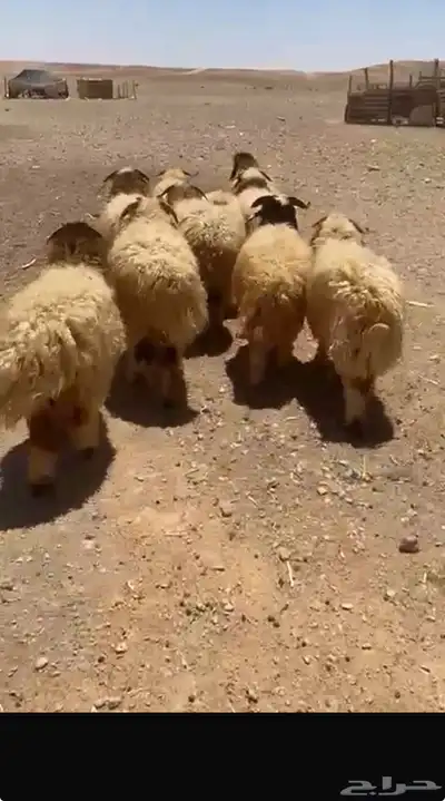 ذبايح طيبه تفريد او جمله 0