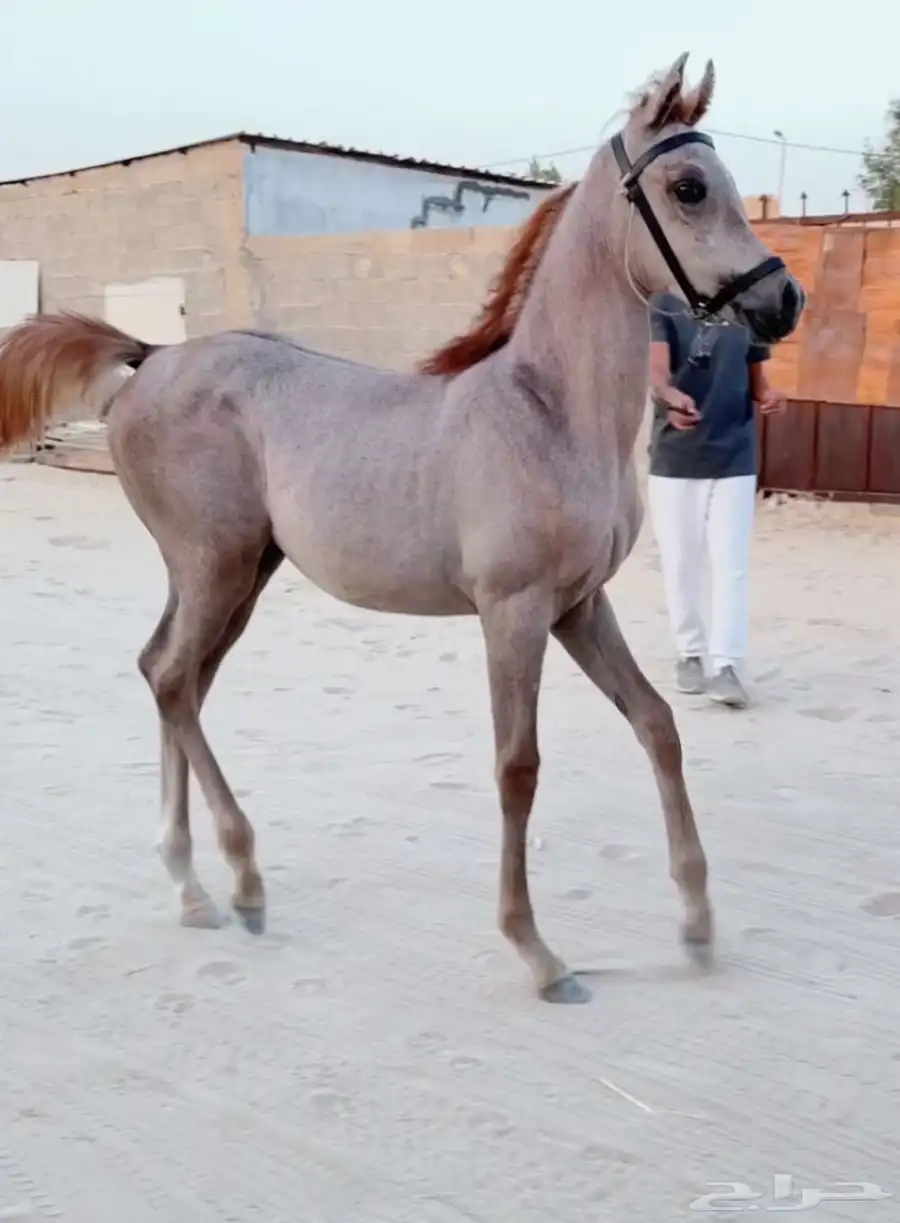 مهره شعبيه حفيدة يافع الخالد 5