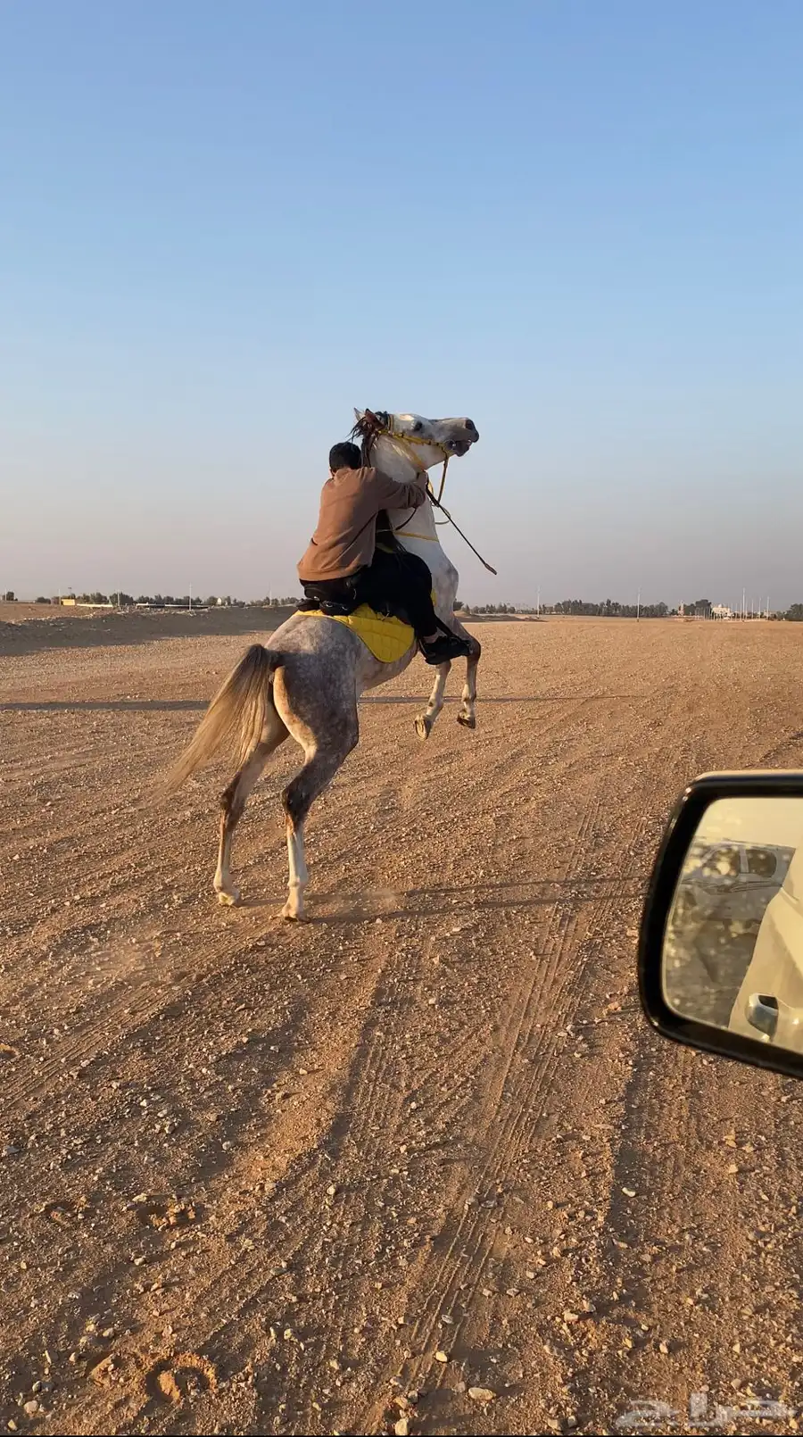 حصان شعبي بيع مستعجل index