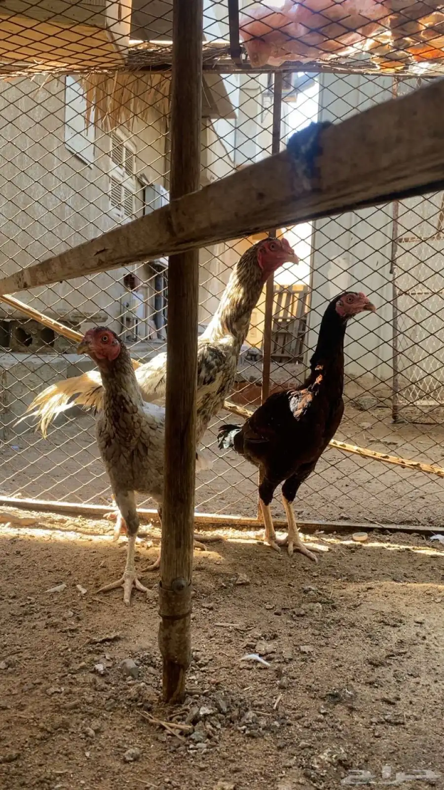 دجاج باكستاني 3