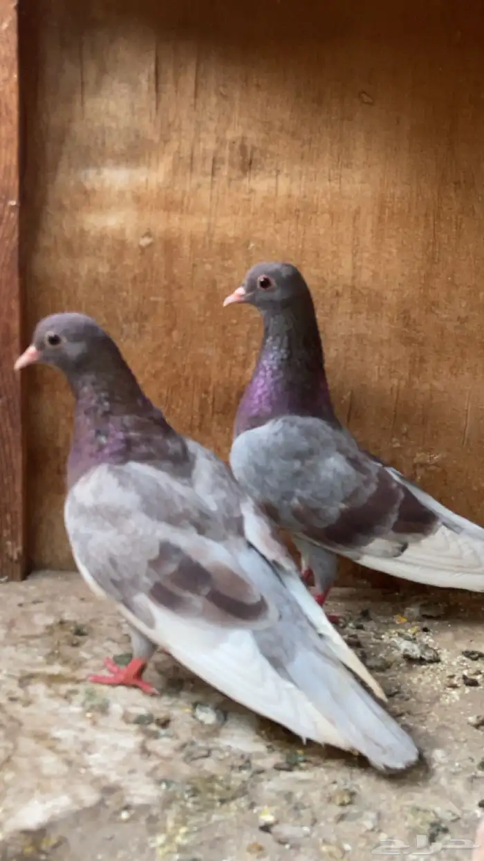 جوز صنعاني 0