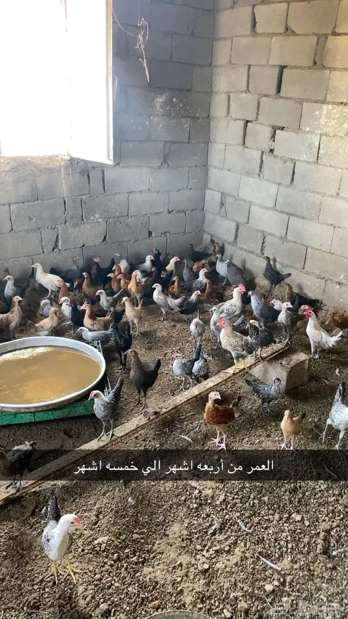 العمر من أربعة أشهر إلى خمسة أشهر 0