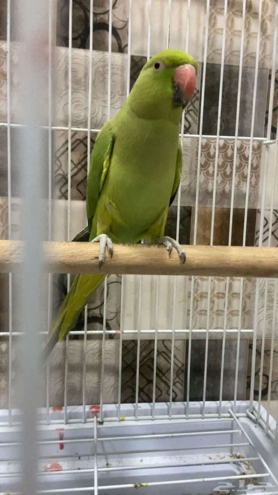 ببغا دره 0