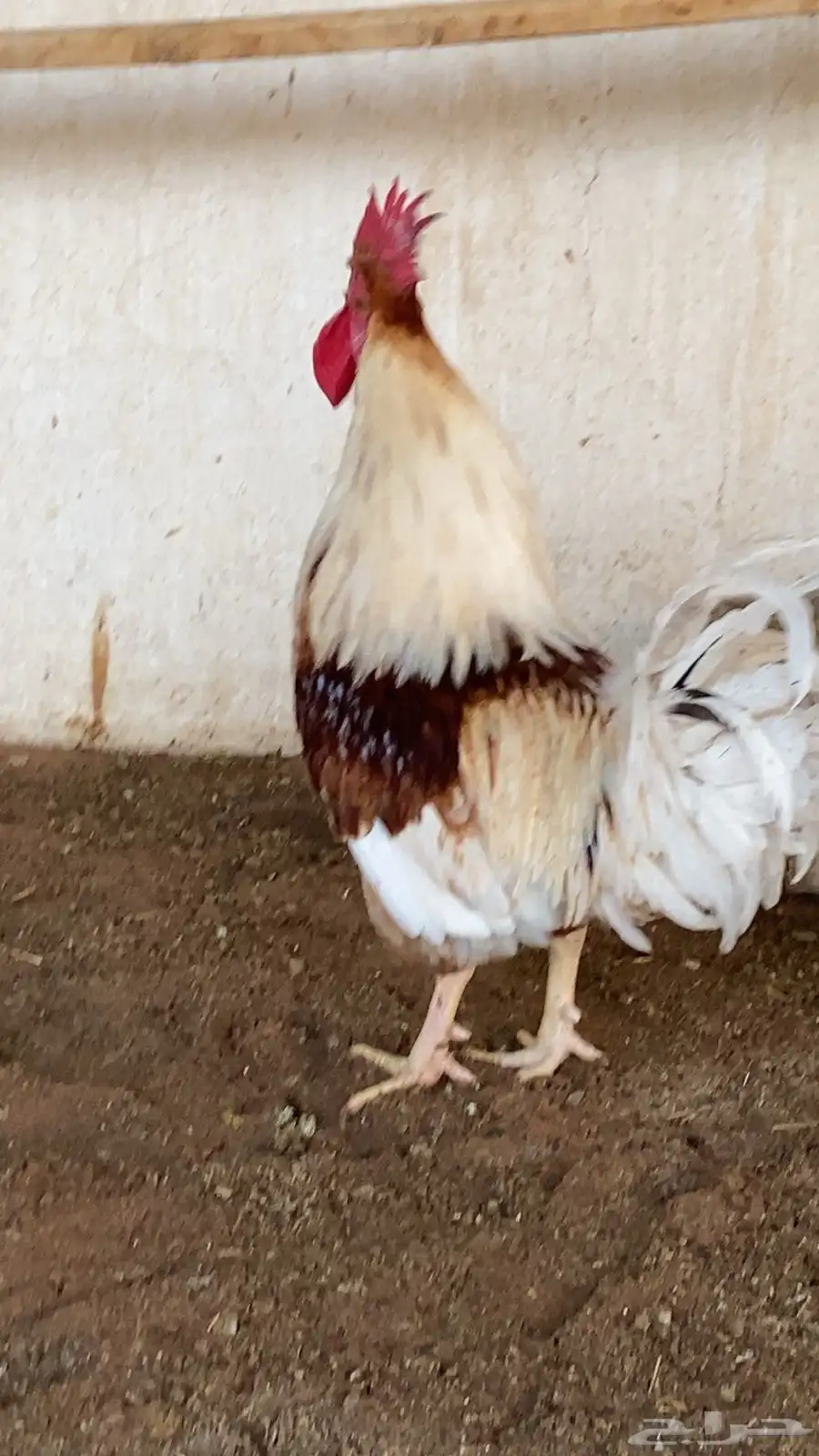 ديك فارسي حجازي   ديك امريكي هجين 8