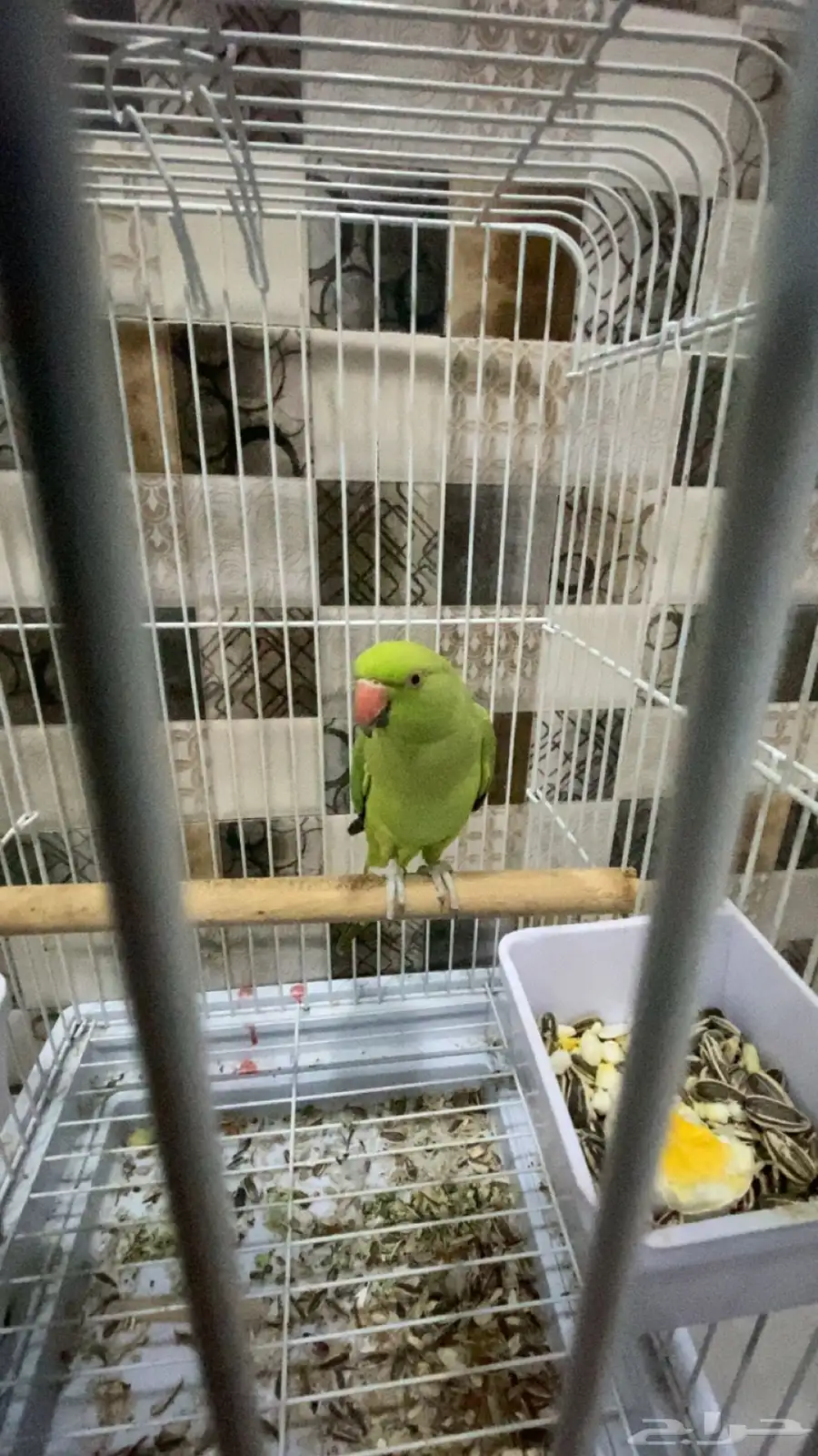 ببغا دره 2