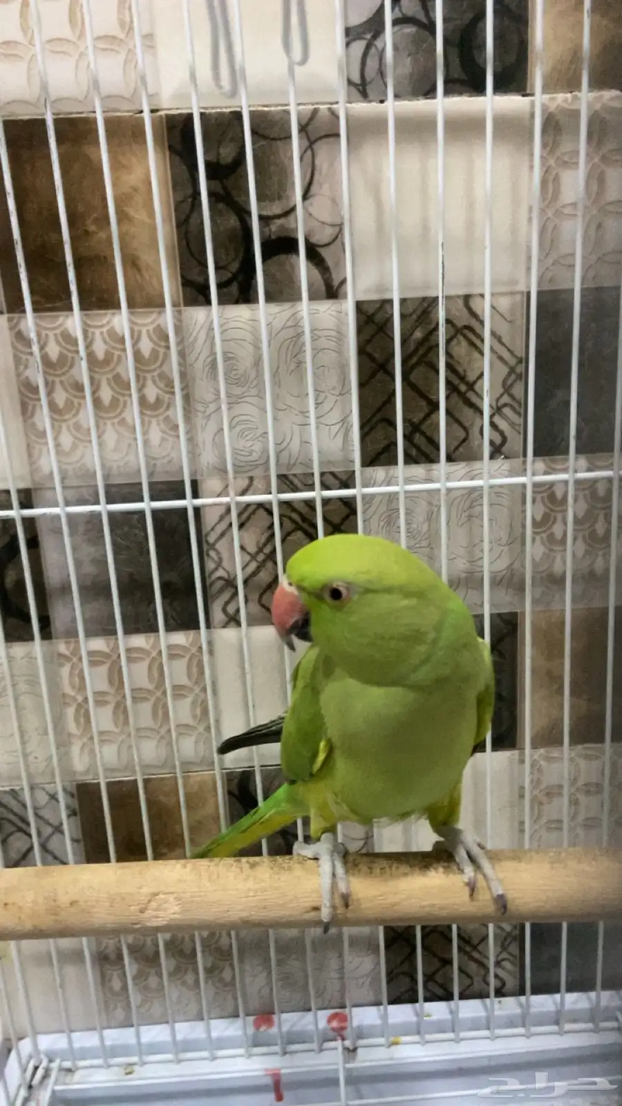 ببغا دره 3