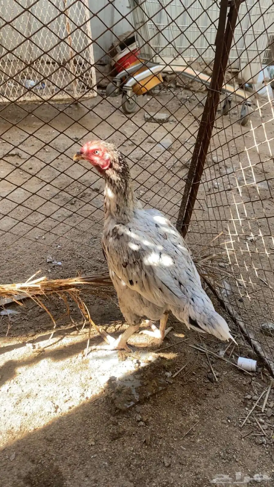 دجاج باكستاني 0