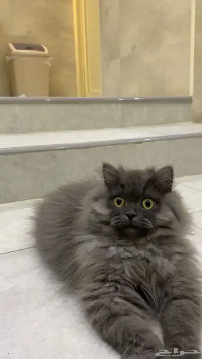 قطه شيرزايه 1