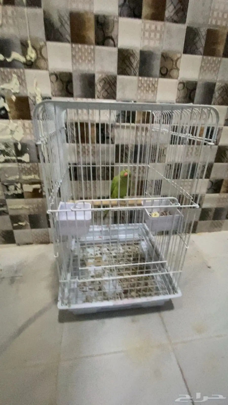 ببغا دره 1