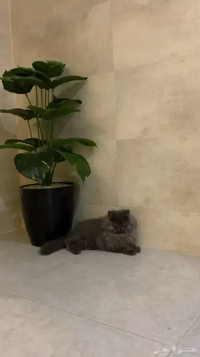 قطه شيرزايه 2
