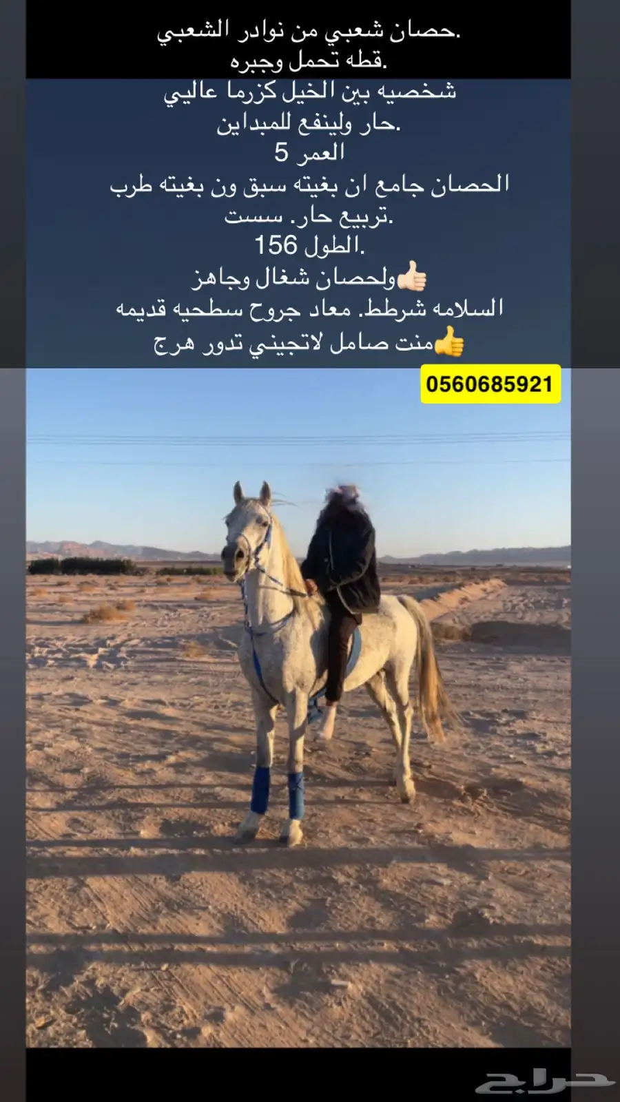 حصان index