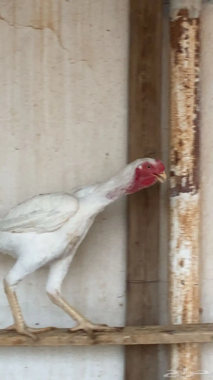 ديك فارسي حجازي   ديك امريكي هجين 3