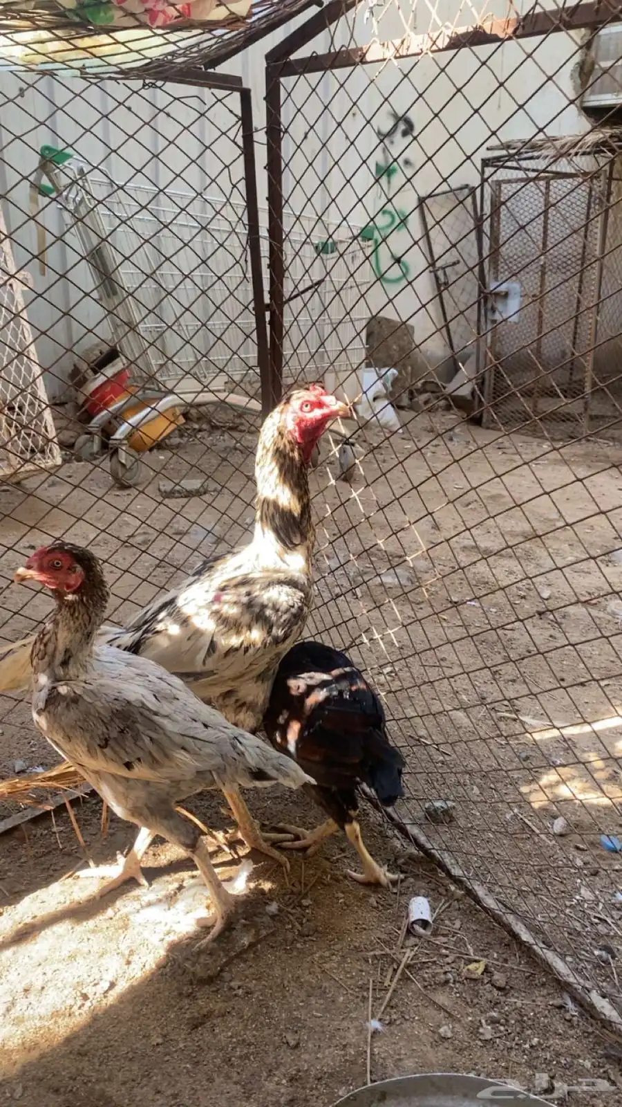 دجاج باكستاني 1
