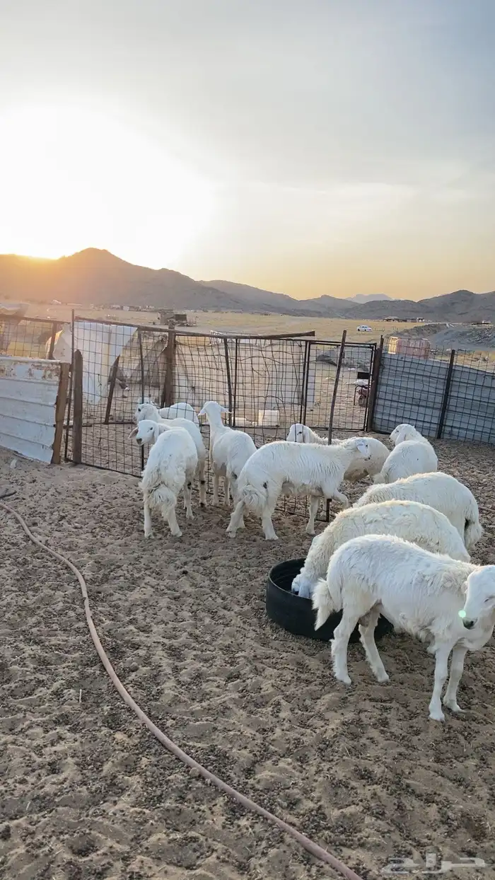 طليان ورخال ثلاجه وزواجات ومناسبات 7