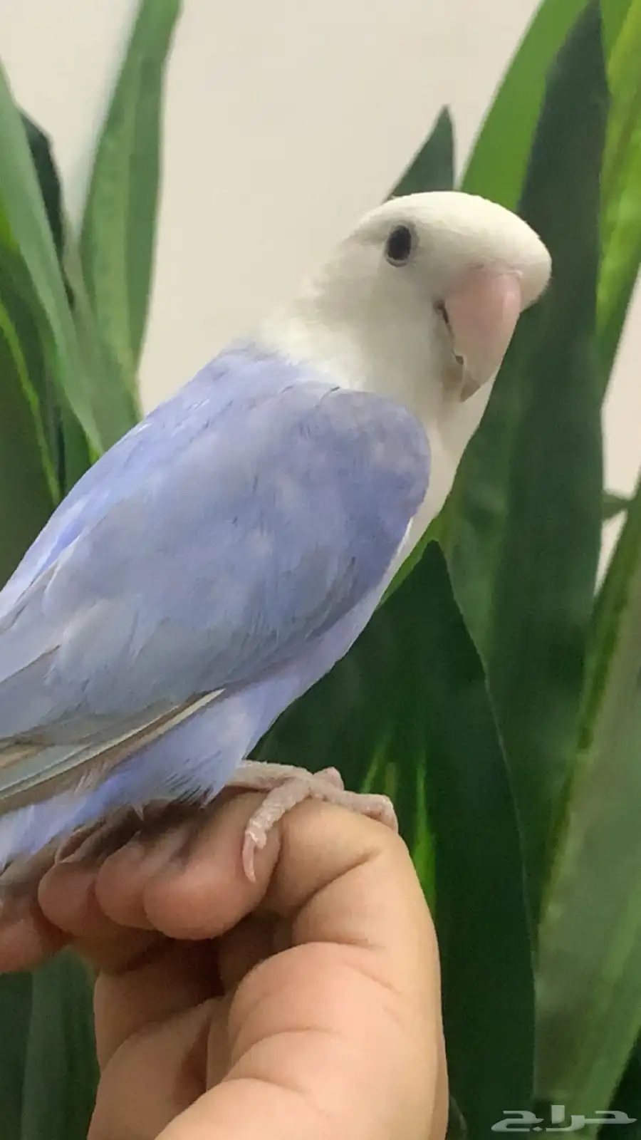 ببغاء روز اثنين أثنى و ذكر مع جميع الاغراض 0