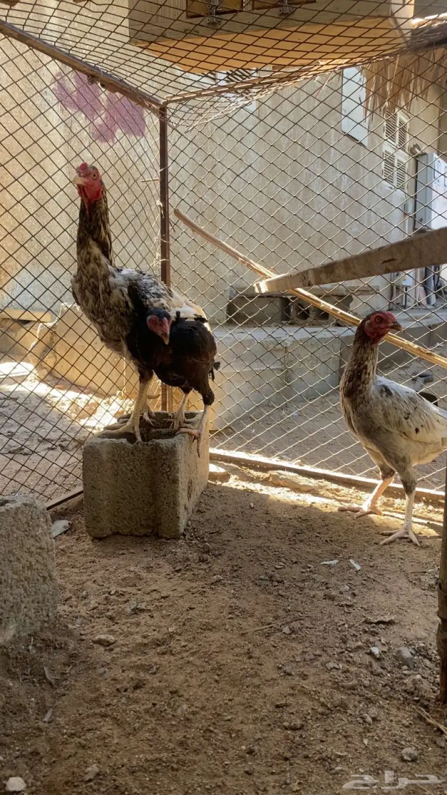 دجاج باكستاني 2