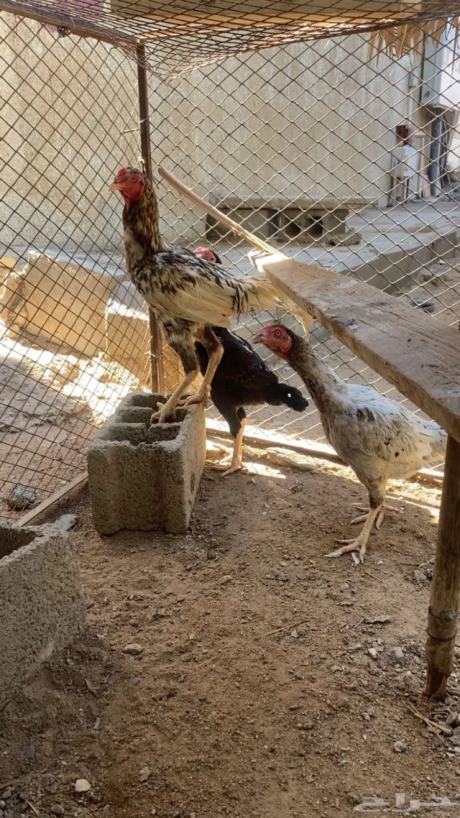 دجاج باكستاني 5