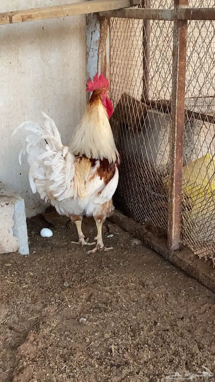ديك فارسي حجازي   ديك امريكي هجين 4