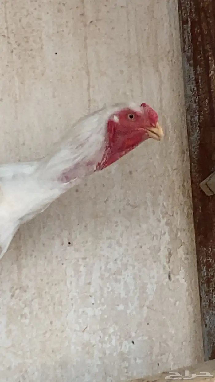 ديك فارسي حجازي   ديك امريكي هجين 0