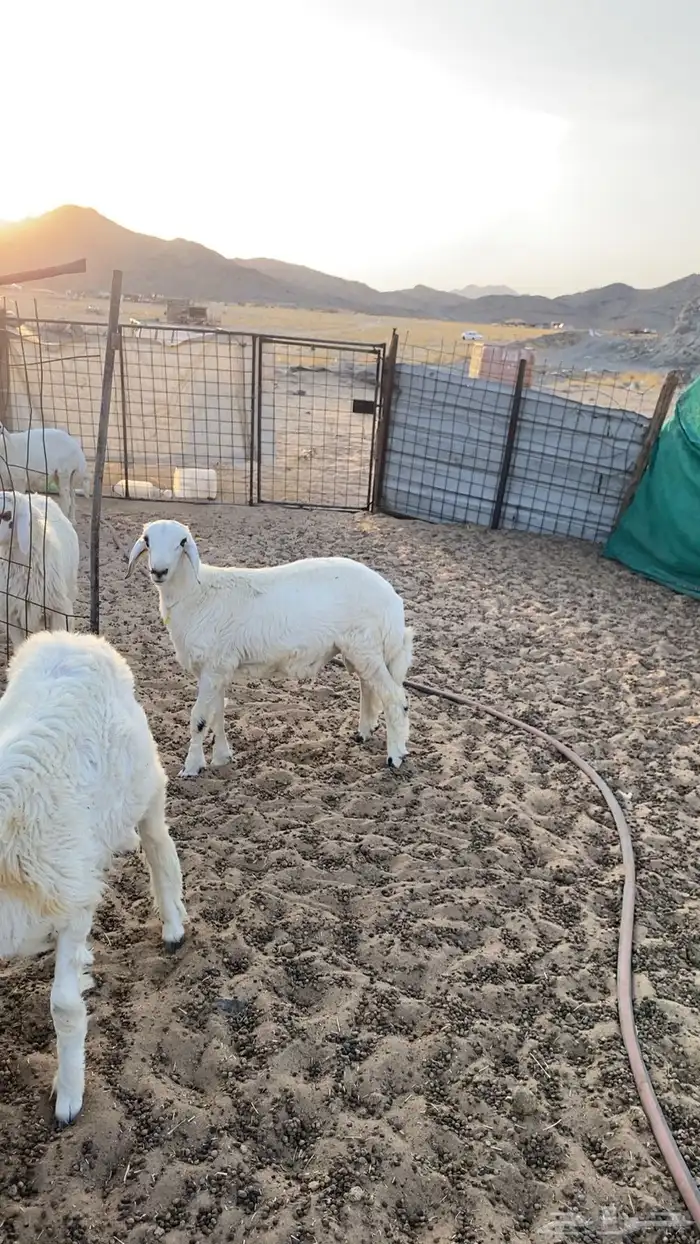 طليان ورخال ثلاجه وزواجات ومناسبات 5