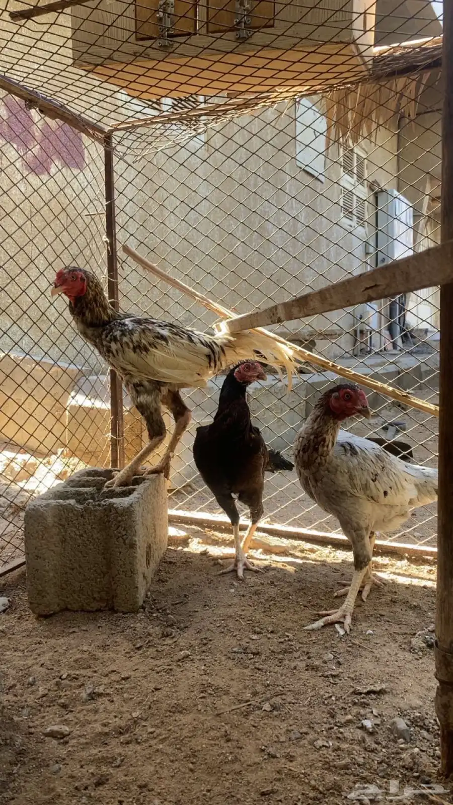 دجاج باكستاني 4