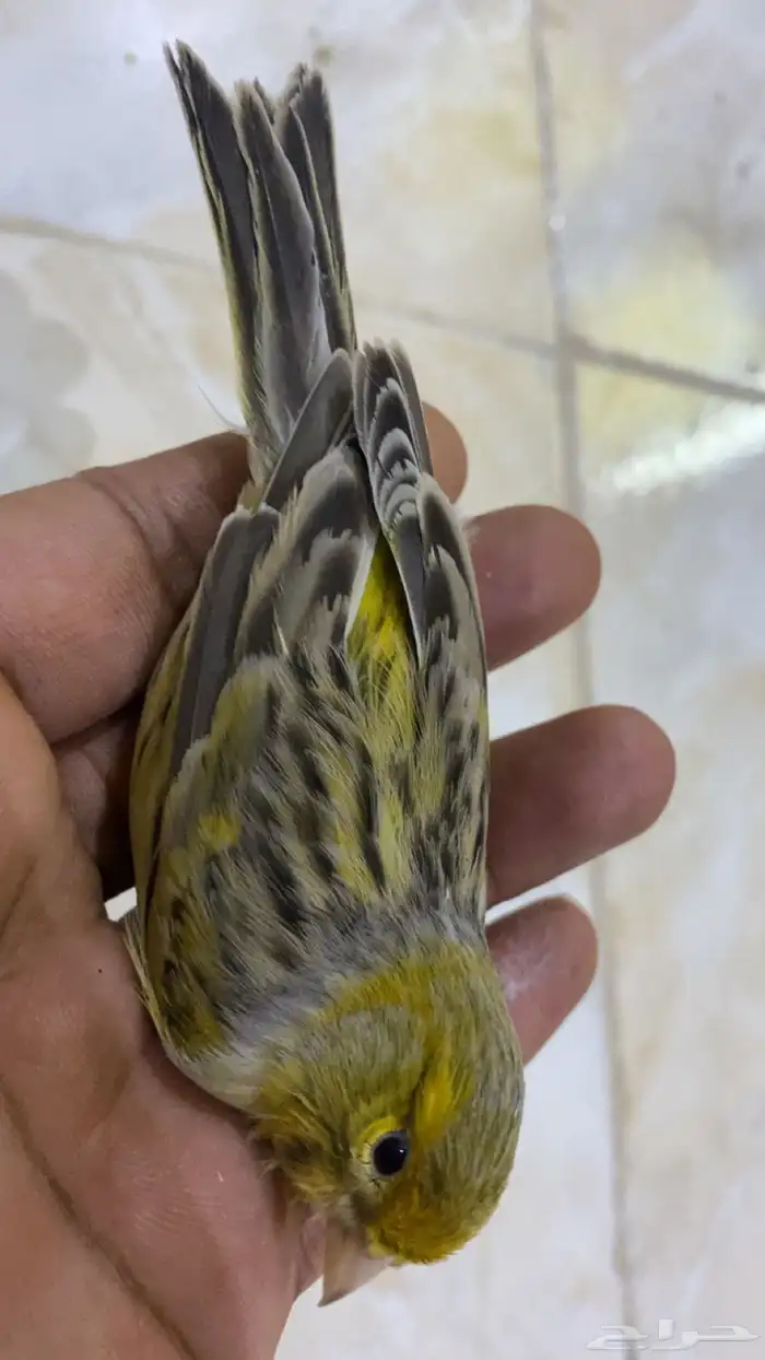 للبيع دكر كناري فاتح تغريد 0