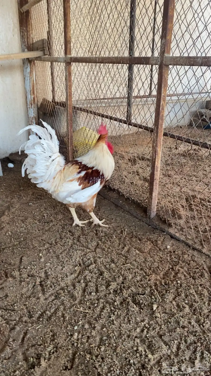ديك فارسي حجازي   ديك امريكي هجين 5