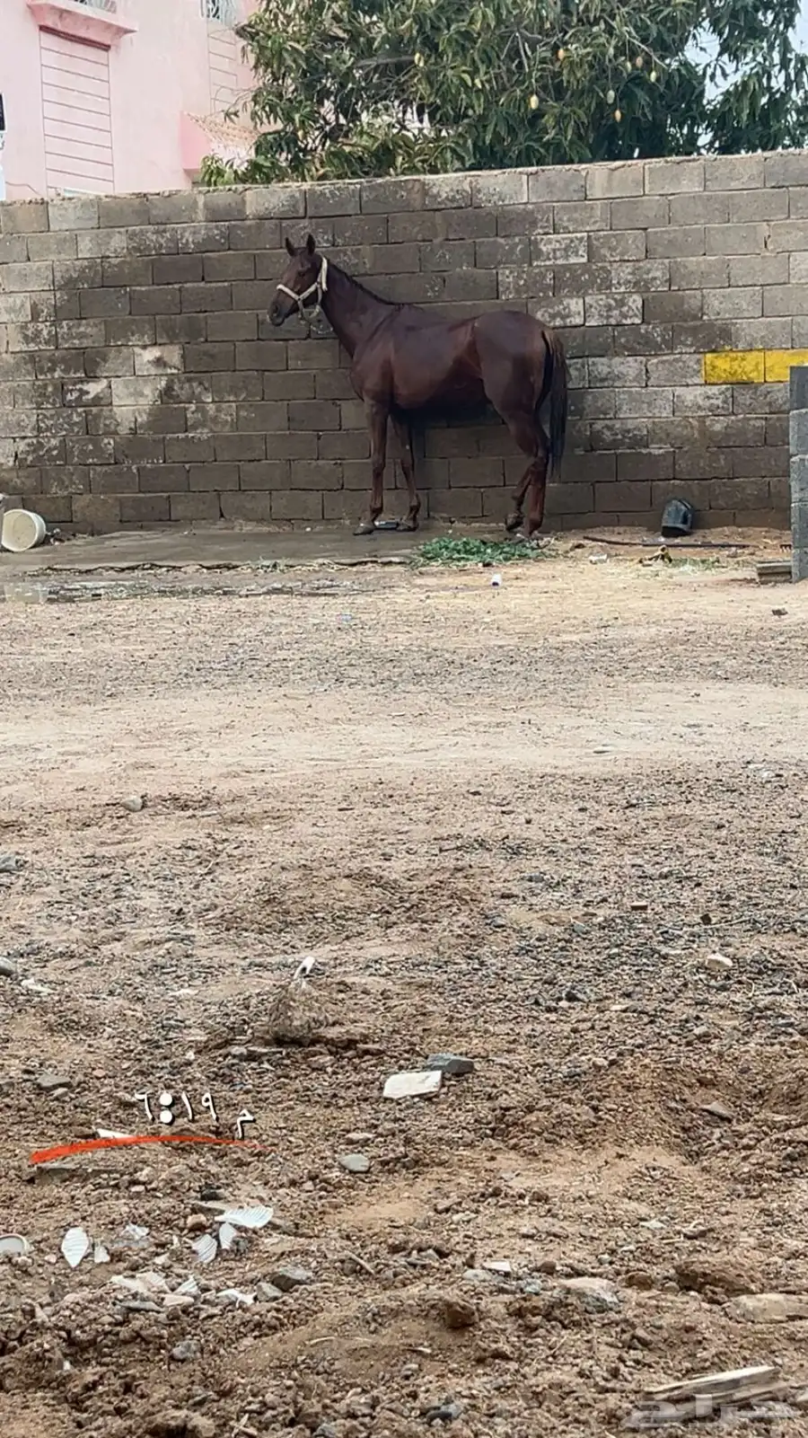 فرس للبيع 0