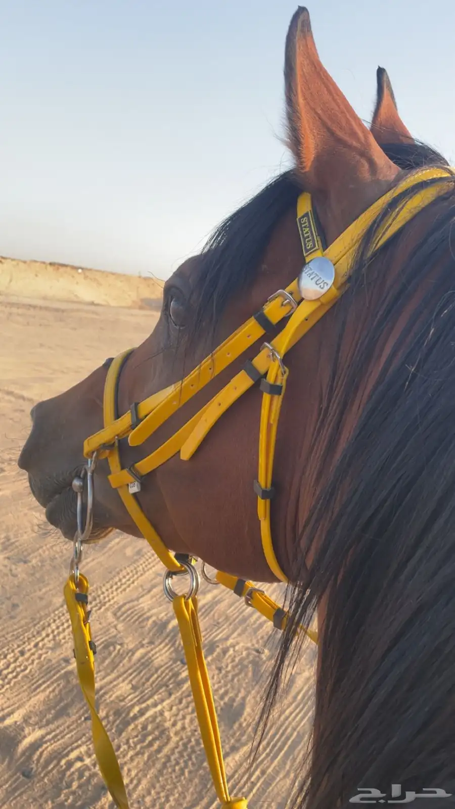 حصان شعبي طرب تربيع وخطوه 4
